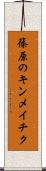 篠原のキンメイチク Scroll
