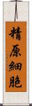 精原細胞 Scroll