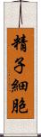 精子細胞 Scroll