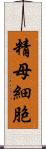 精母細胞 Scroll