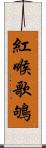 紅喉歌鴝 Scroll