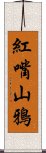 紅嘴山鴉 Scroll