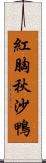 紅胸秋沙鴨 Scroll