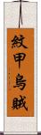 紋甲烏賊 Scroll