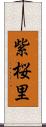 紫桜里 Scroll