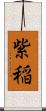 紫稲 Scroll