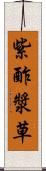 紫酢漿草 Scroll