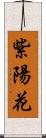 紫陽花 Scroll