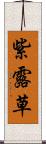 紫露草 Scroll