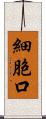 細胞口 Scroll