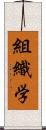 組織学 Scroll