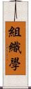 組織學 Scroll