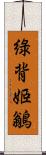 綠背姬鶲 Scroll