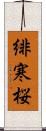 緋寒桜 Scroll