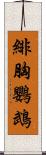 緋胸鸚鵡 Scroll