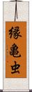 縁亀虫 Scroll
