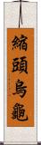 縮頭烏龜 Scroll