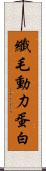 纖毛動力蛋白 Scroll