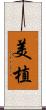 美植 Scroll