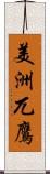 美洲兀鷹 Scroll