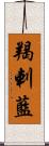 羯剌藍 Scroll