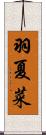 羽夏菜 Scroll