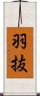羽抜 Scroll