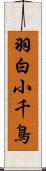 羽白小千鳥 Scroll