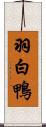 羽白鴨 Scroll