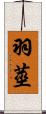 羽莖 Scroll