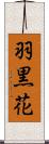 羽黒花 Scroll