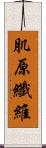 肌原纖維 Scroll