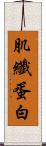 肌纖蛋白 Scroll
