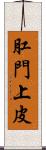 肛門上皮 Scroll