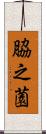 脇之薗 Scroll