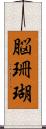 脳珊瑚 Scroll