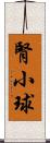 腎小球 Scroll