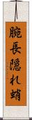 腕長隠れ蛸 Scroll
