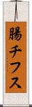 腸チフス Scroll