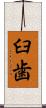 臼歯 Scroll
