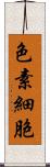 色素細胞 Scroll