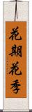花期 Scroll