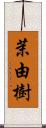 茉由樹 Scroll