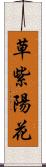 草紫陽花 Scroll