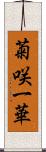 菊咲一華 Scroll