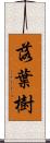 落葉樹 Scroll