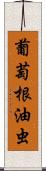 葡萄根油虫 Scroll