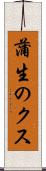 蒲生のクス Scroll
