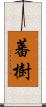 蕃樹 Scroll