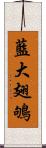 藍大翅鴝 Scroll